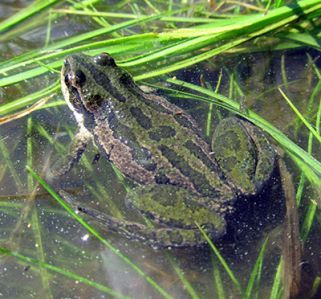 A Boreal Chorus Frog partially submerged in water.