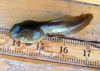 An image of a bullfrog tadpole laying on a ruler for scale. 