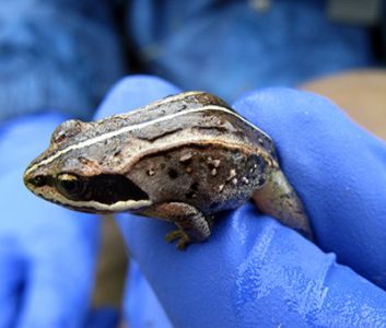 A picture of a gloved hand holding a Wood Frog.