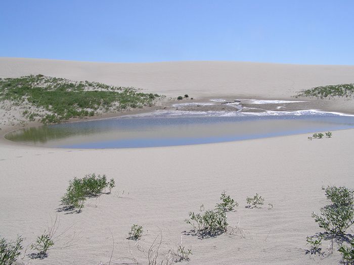 Picture of Great Basin Spadefoot habitat