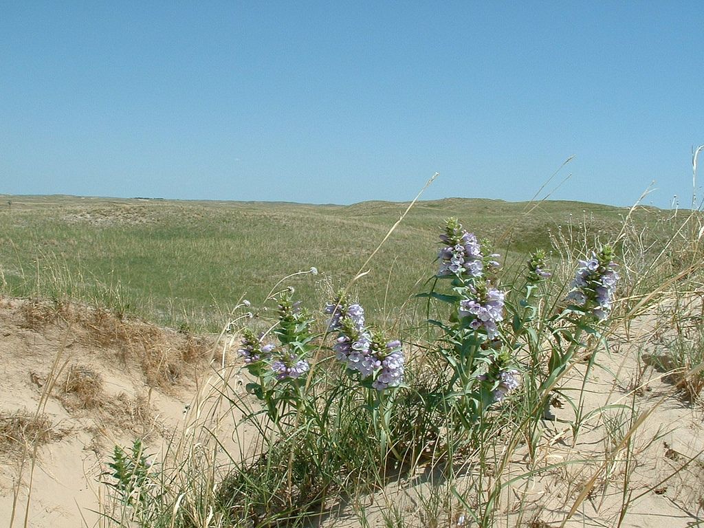 An image of the blowout penstemon