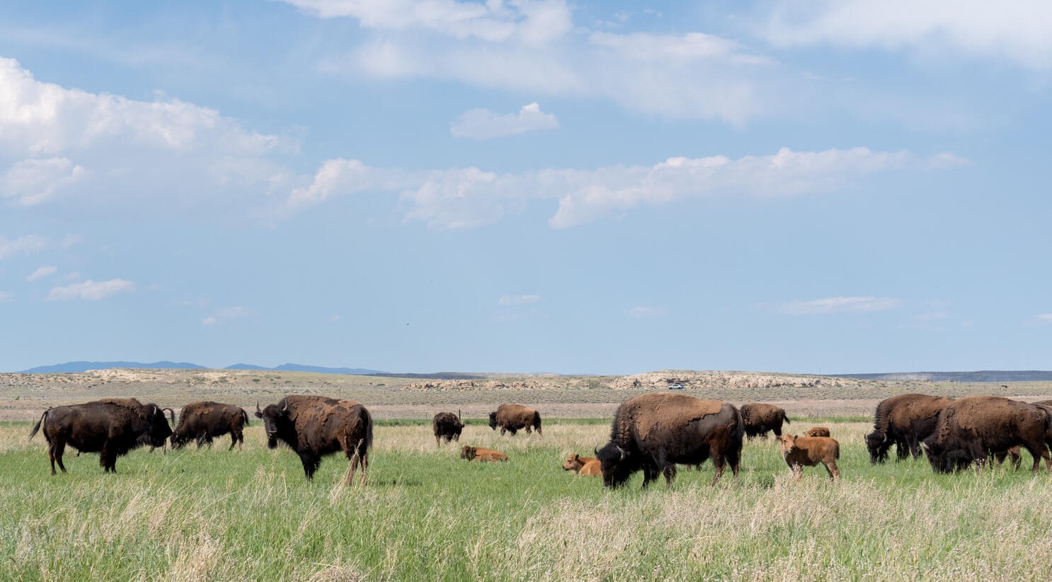 wind-river-bioblitz-evan-barrientos-buffalo.jpg