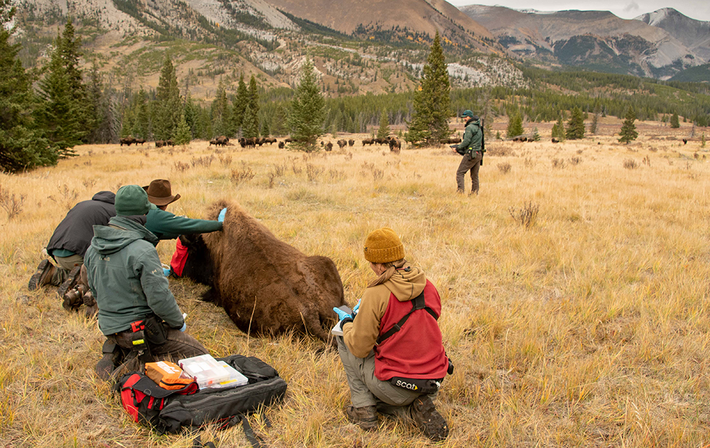 A photograph of graduate student Tana Verzuh working with anesthetized bison in the field.