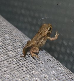 A picture of a young Wyoming Toad.