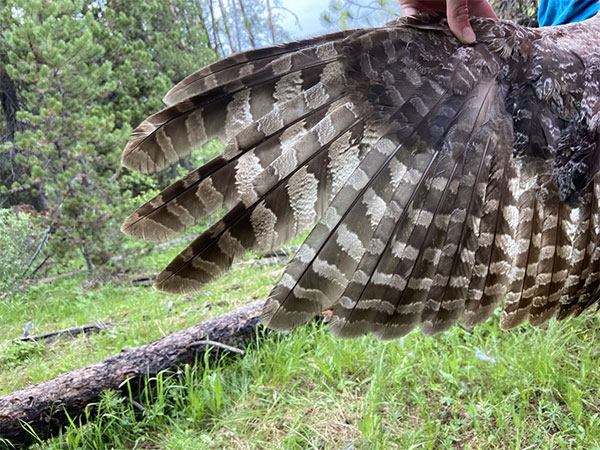 Examining the wing of a great gray owl. 