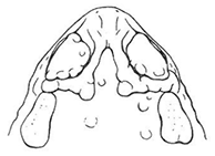 A sketch of  Great Plains Toad cranial crest 