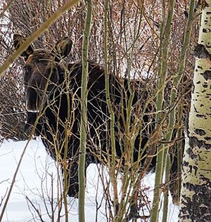 Moose spotted for Winter Moose Day stands behind an aspen tree and brush.