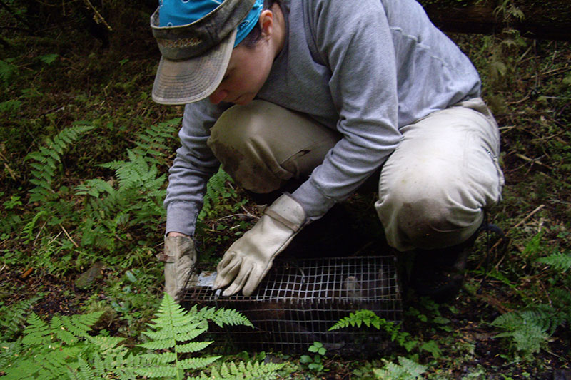 Graduate Student Echridge Keen removes a Short Tailed Weasel from a trap as part of a study she is managing. 