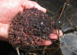 A hand holding frog eggs out of water.