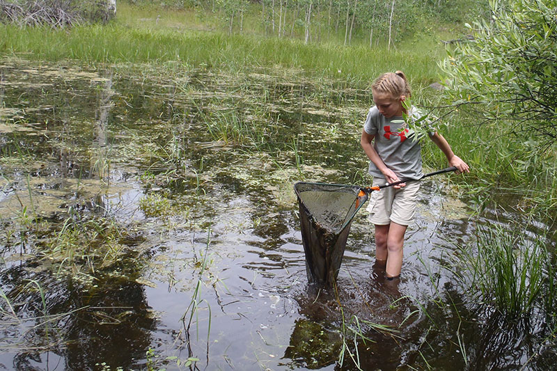 A young girl dip nets for amphibians as part of the Rocky Mountain Amphibians project. 