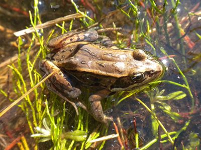 A photo of a Wood Frog in water