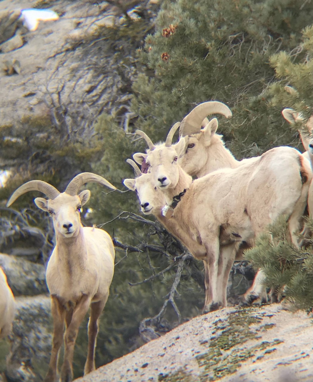 A photograph of a group of Bighorn sheep, part of the study group, gathered on a hillside. 