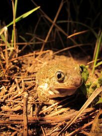An image of a Spadefoot Toad