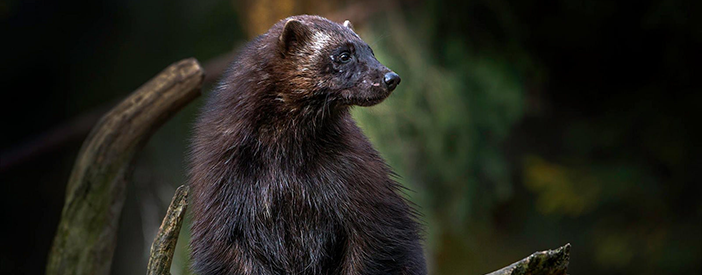 An image of a male wolverine, climbing over a log. 